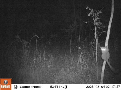 Galago moholi