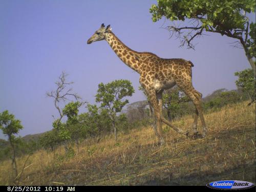 Giraffa camelopardalis