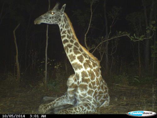 Giraffa camelopardalis