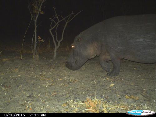 Hippopotamus amphibius