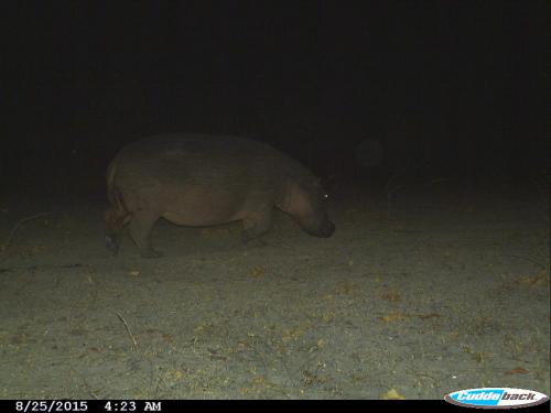 Hippopotamus amphibius