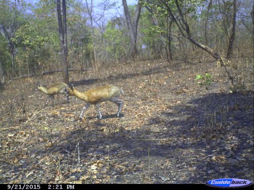 Oreotragus oreotragus