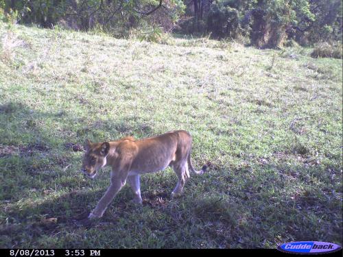 Panthera leo