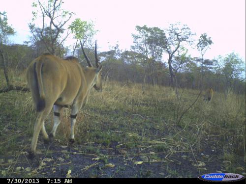 Tragelaphus oryx