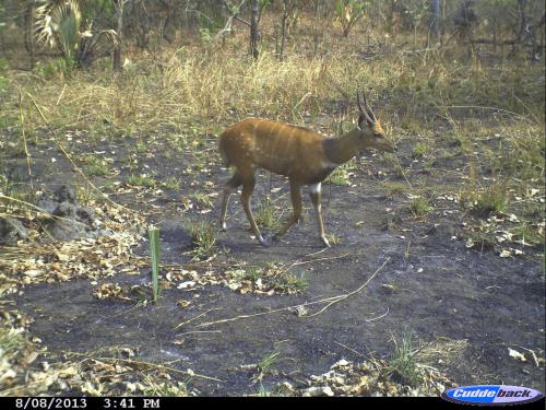 Tragelaphus scriptus