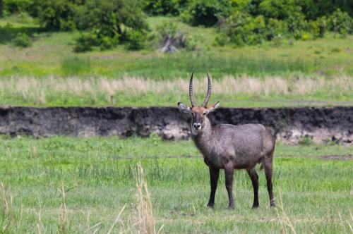 Faune et paysages de l'Ouest tanzanien