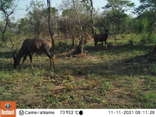 Damaliscus lunatus