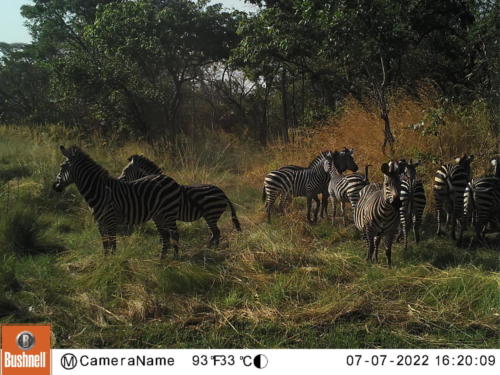 Equus quagga