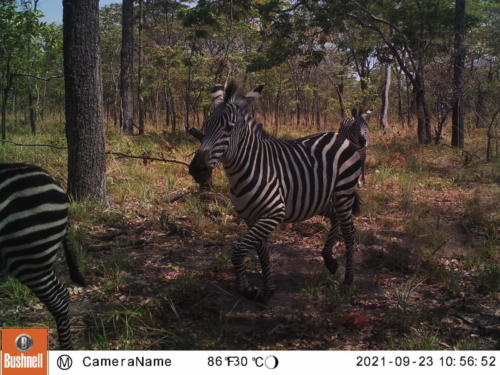 Equus quagga