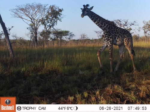 Giraffa camelopardalis