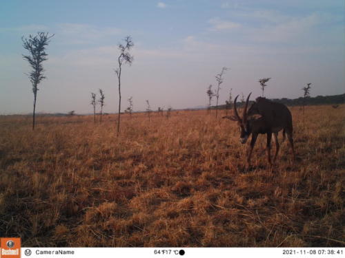 Hippotragus equinus