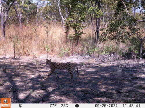 Leptailurus serval