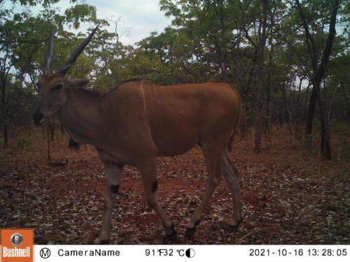 Tragelaphus oryx